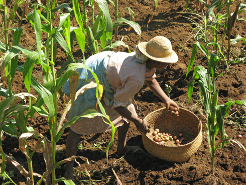 Farmers in Madagascar